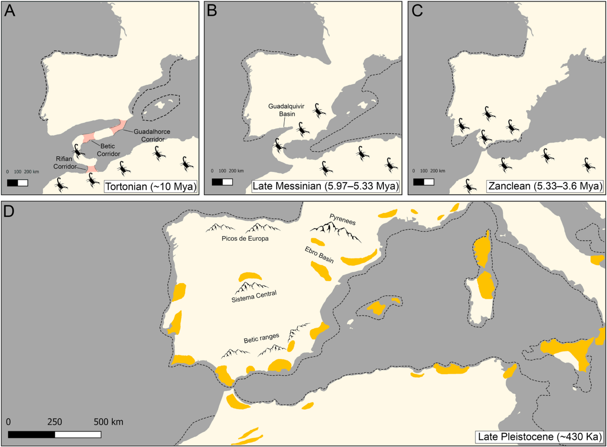 Mito-nuclear discordance reveals introgressive hybridization following  vicariance and secondary contact in Iberian scorpions (Buthidae: Buthus) |  BMC Ecology and Evolution