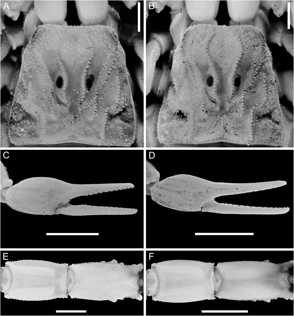 Mito-nuclear discordance reveals introgressive hybridization following  vicariance and secondary contact in Iberian scorpions (Buthidae: Buthus) |  BMC Ecology and Evolution