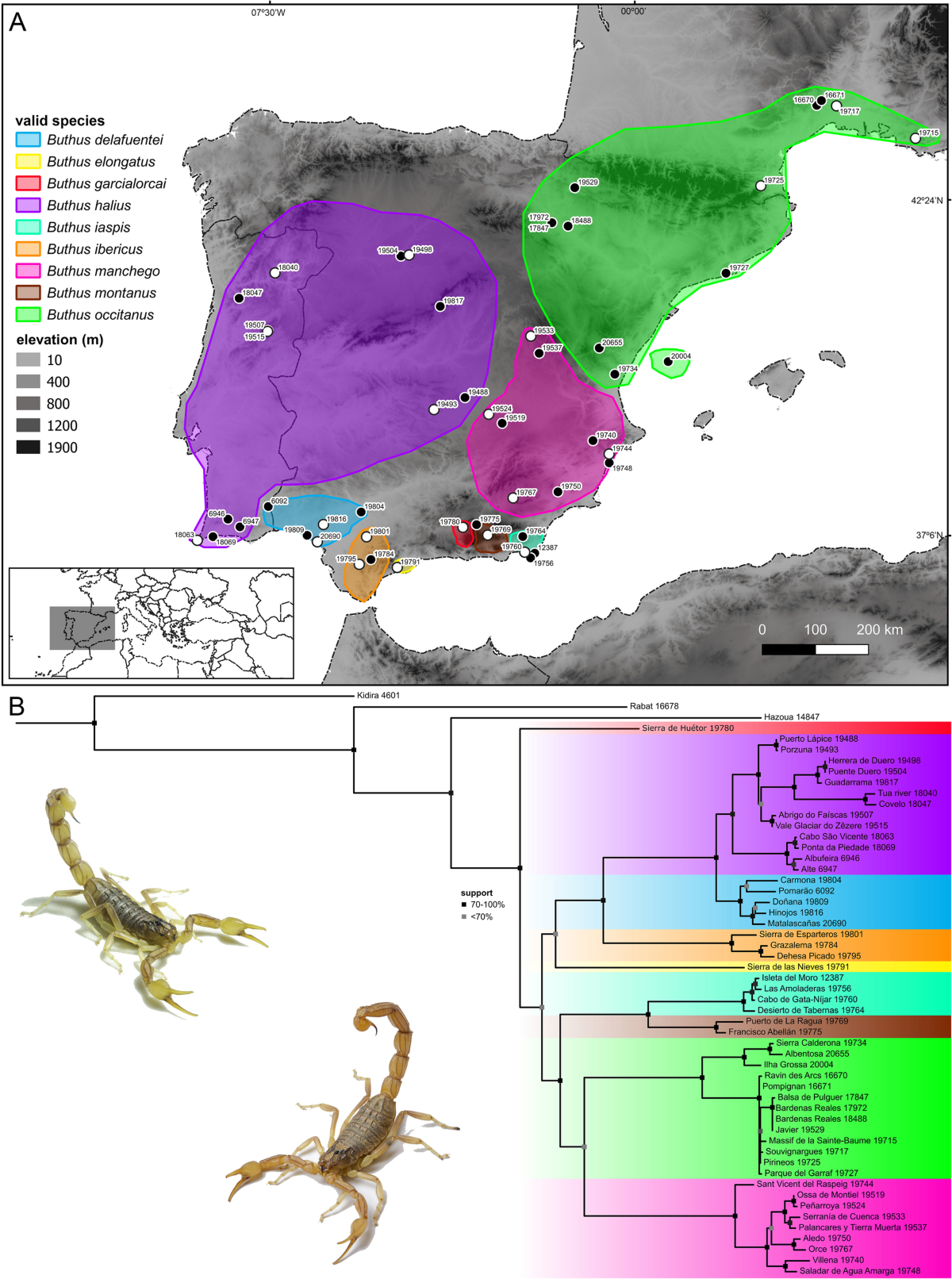 Mito-nuclear discordance reveals introgressive hybridization following  vicariance and secondary contact in Iberian scorpions (Buthidae: Buthus) |  BMC Ecology and Evolution