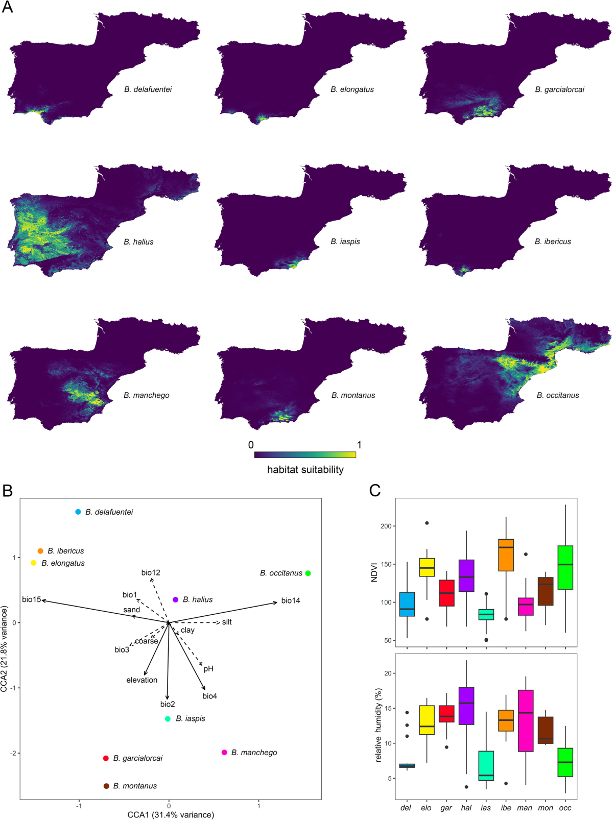Mito-nuclear discordance reveals introgressive hybridization following  vicariance and secondary contact in Iberian scorpions (Buthidae: Buthus) |  BMC Ecology and Evolution
