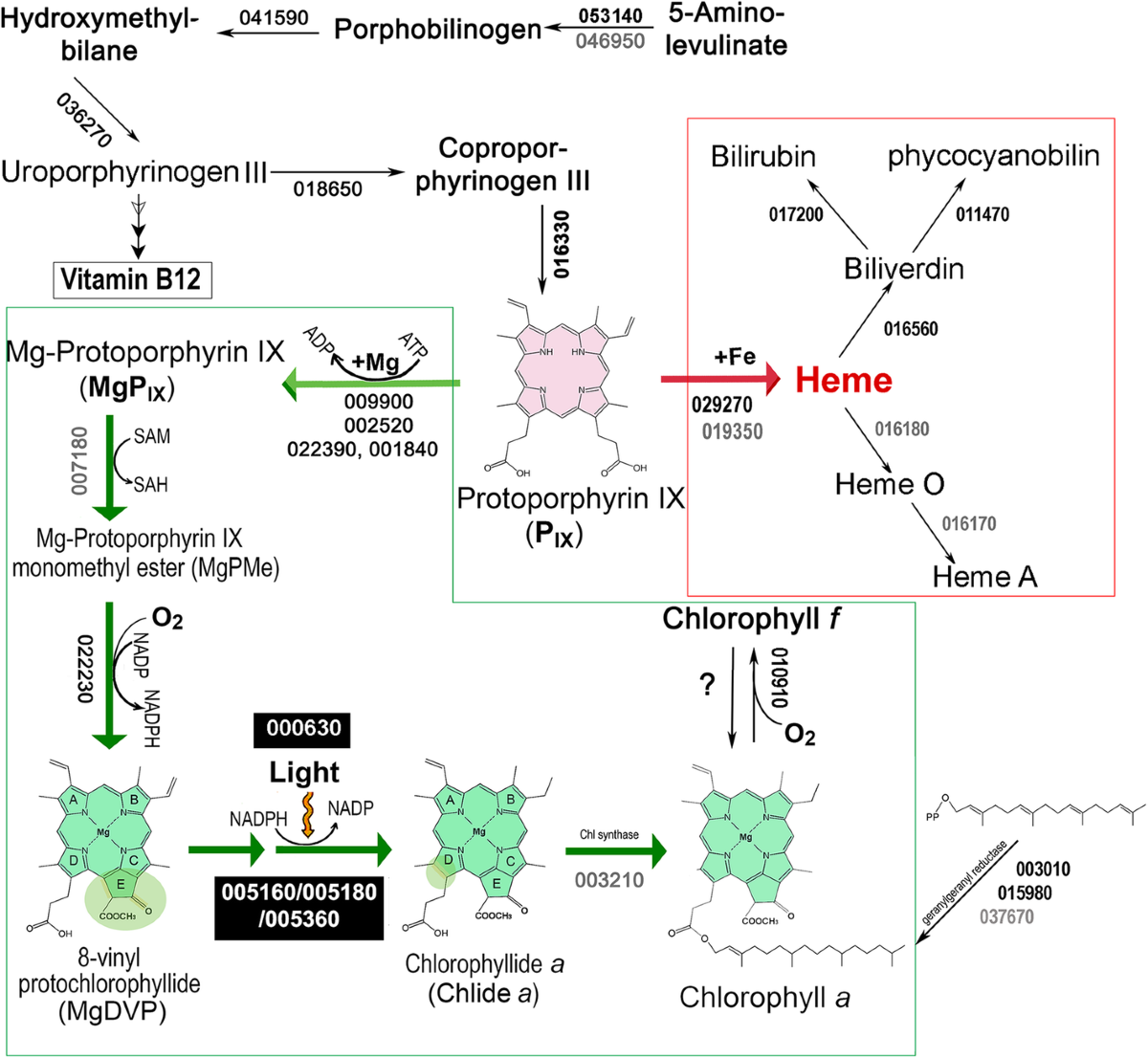 Genome and proteome of the chlorophyll f-producing cyanobacterium  Halomicronema hongdechloris: adaptative proteomic shifts under different  light conditions | BMC Genomics | Springer Nature Link