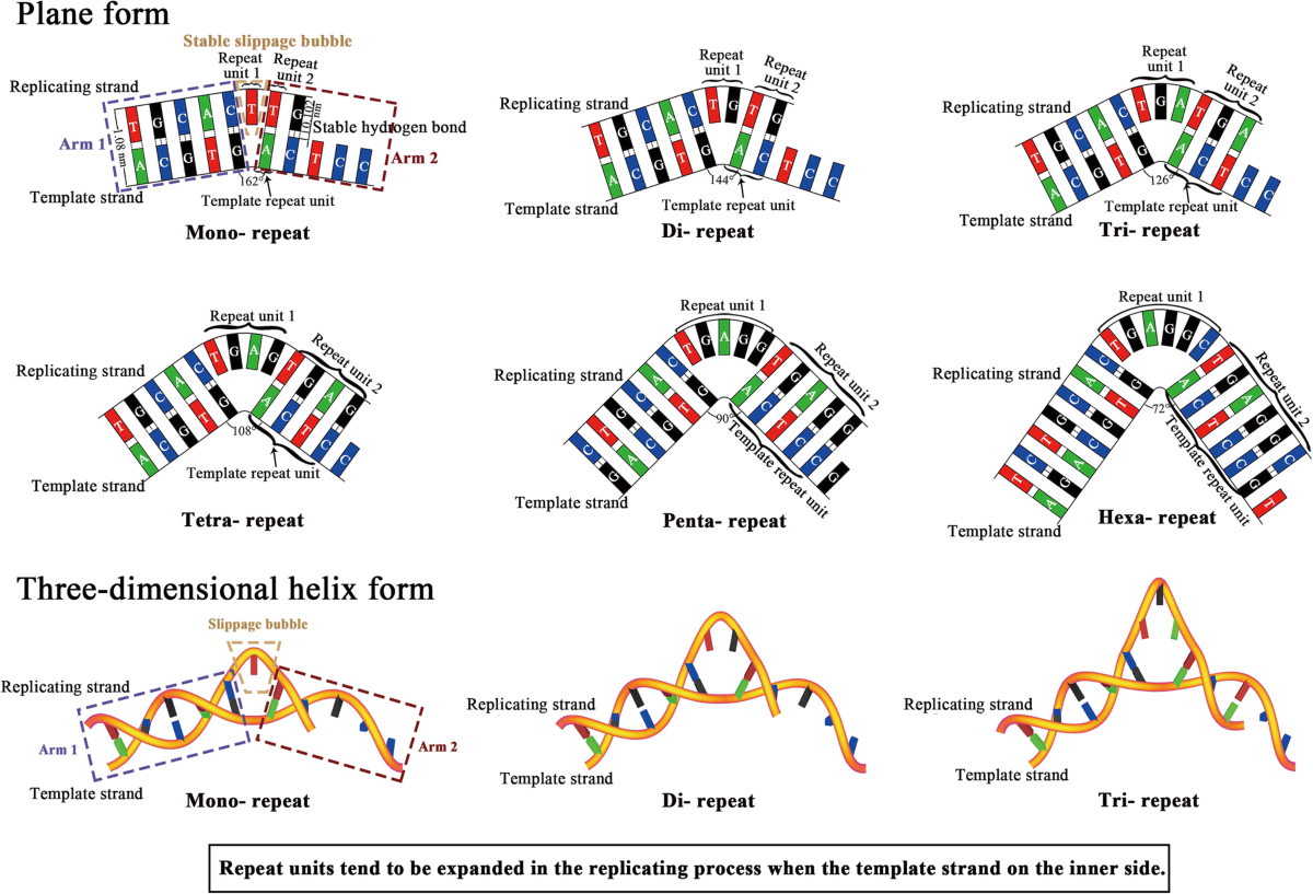 Relatively semi-conservative replication and a folded slippage model for  short tandem repeats | BMC Genomics | Springer Nature Link