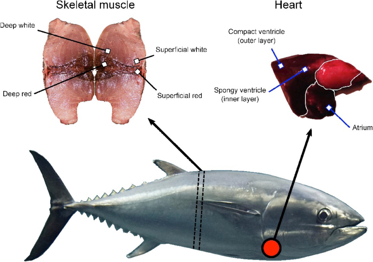 ASK A SCIENTIST - Planet tuna
