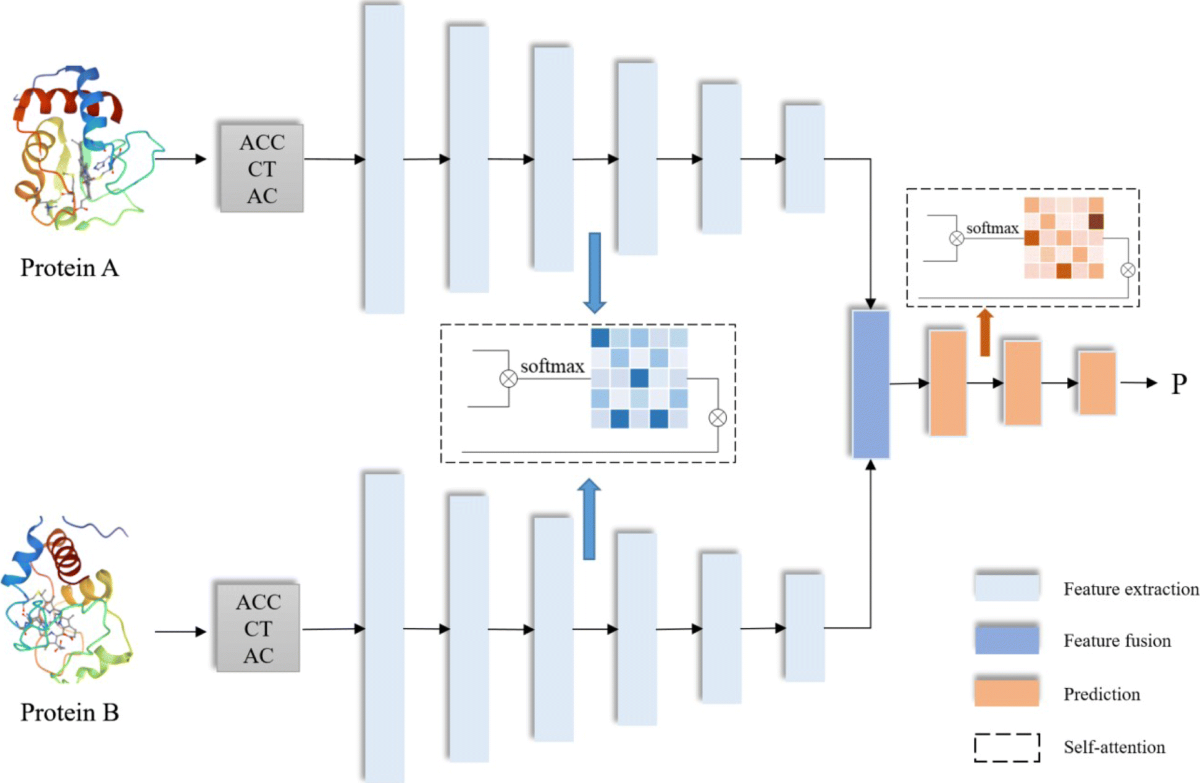 SDNN-PPI: self-attention with deep neural network effect on protein-protein  interaction prediction | BMC Genomics | Springer Nature Link