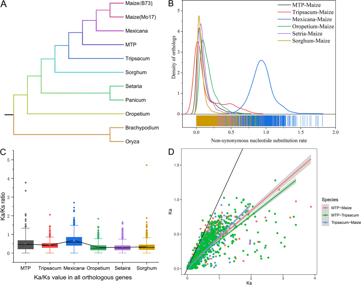 Integrated single-molecule real-time sequencing and RNA sequencing reveal  the molecular mechanisms of salt tolerance in a novel synthesized polyploid  genetic bridge between maize and its wild relatives | BMC Genomics |  Springer
