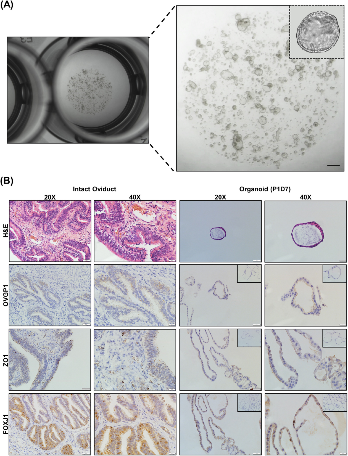 Histology Laboratory Manual, image size:1200x1573