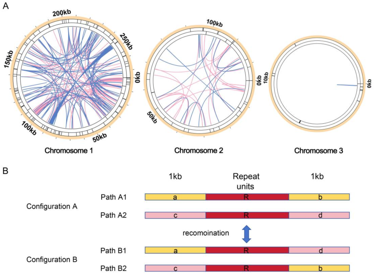 Mitogenome of Uncaria rhynchophylla: genome structure, characterization,  and phylogenetic relationships | BMC Genomics