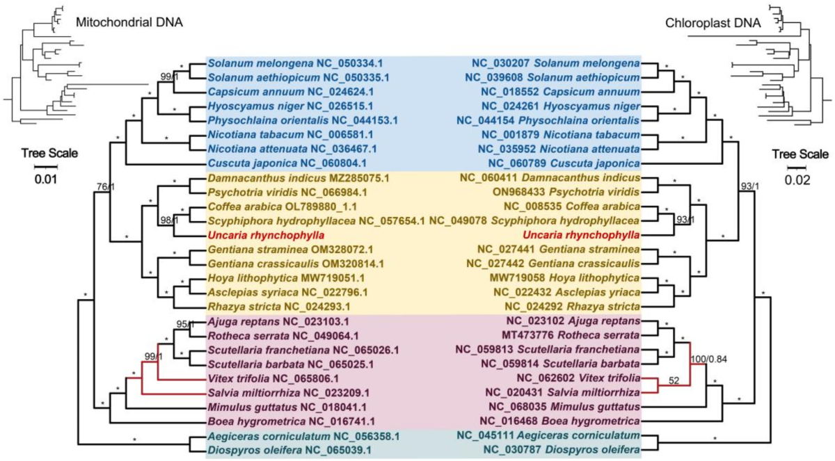 Mitogenome of Uncaria rhynchophylla: genome structure, characterization,  and phylogenetic relationships | BMC Genomics
