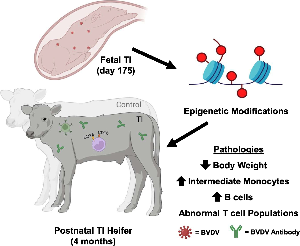 effects of glutathione injection on neonatal calves Postnatal epigenetic differences in following transient fetal infection with bovine viral diarrhea virus | BMC Genomics Effects of replacing inorganic salts