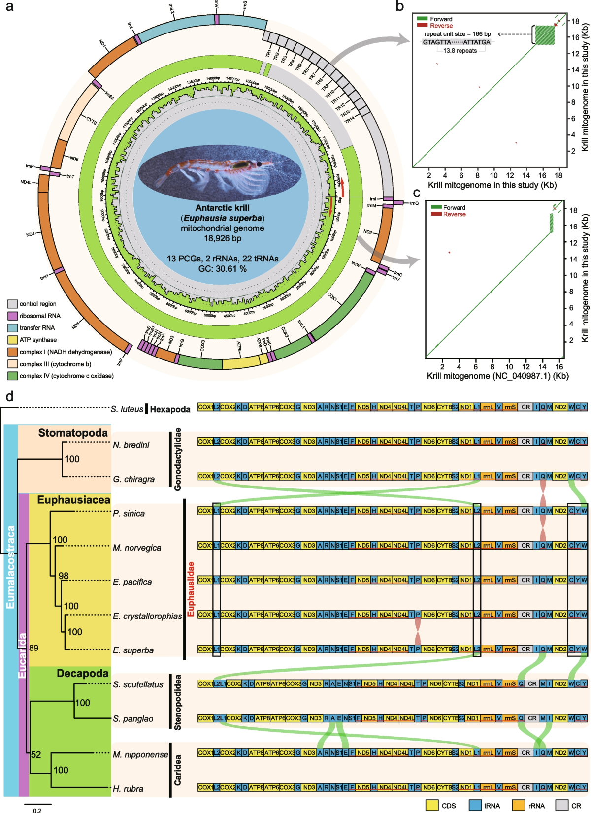 Complete mitogenomes reveal high diversity and recent population dynamics  in Antarctic krill | BMC Genomics