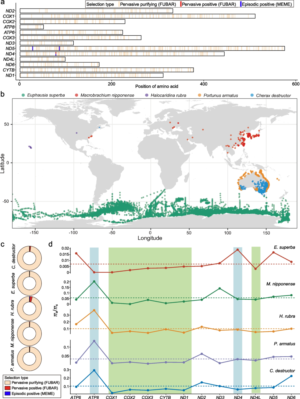 Complete mitogenomes reveal high diversity and recent population dynamics  in Antarctic krill | BMC Genomics