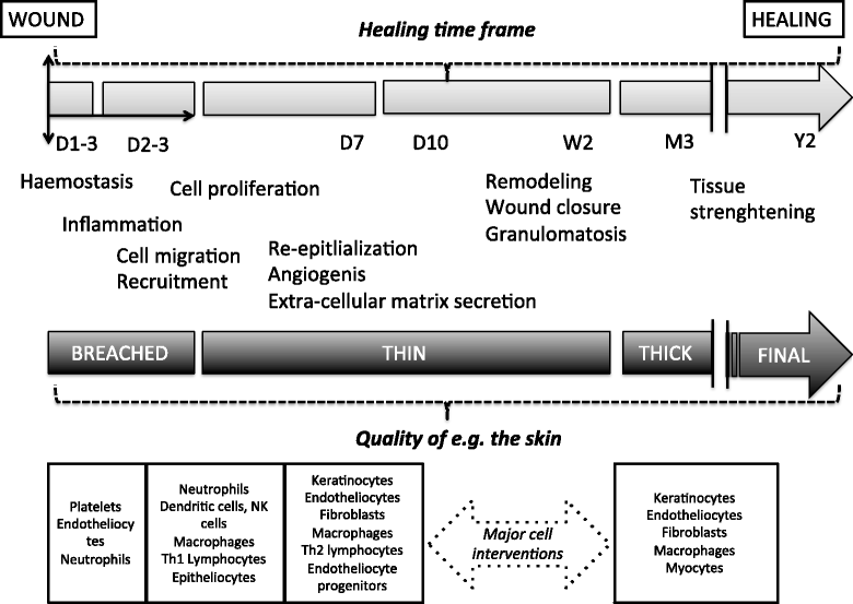 glutathione for wound healing Reactive Oxygen Species and Antioxidants in Healing: Mechanisms and Therapeutic Potential The Role of Antioxidants on