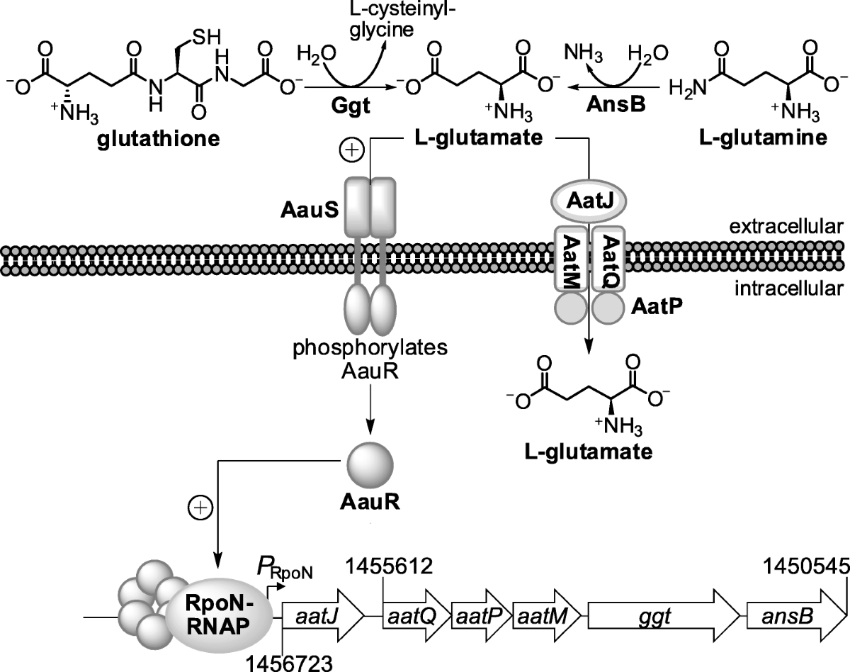 glutathione l-glutanate bacteria Glutamate production from aerial nitrogen using the nitrogen-fixing bacterium Klebsiella oxytoca Utilization of L-glutamate as a
