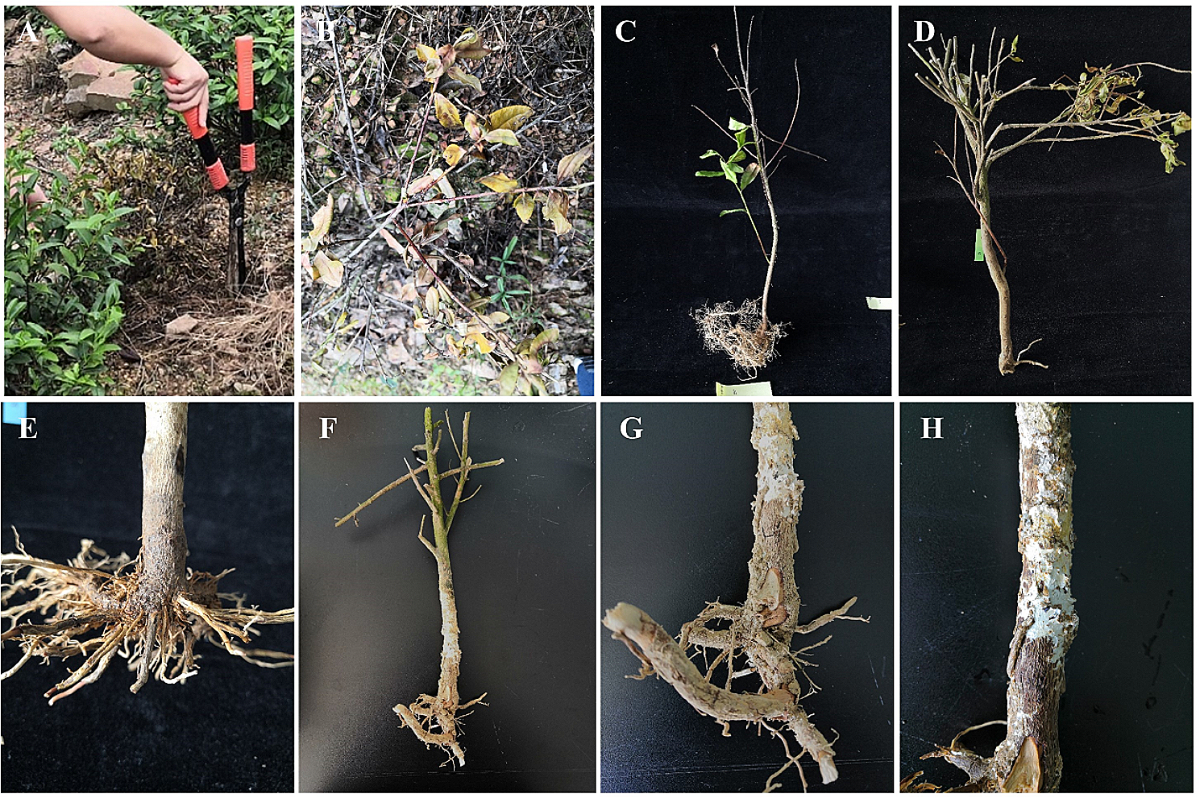 Identification and pathogenicity of Fusarium spp. associated with tea wilt  in Zhejiang Province, China | BMC Microbiology | Springer Nature Link