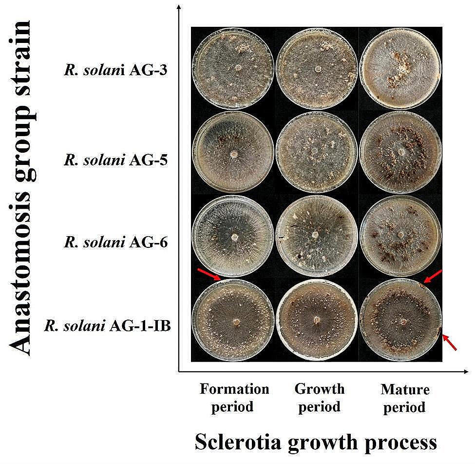 Biological characteristics and metabolic phenotypes of different  anastomosis groups of Rhizoctonia solani strains | BMC Microbiology |  Springer Nature Link