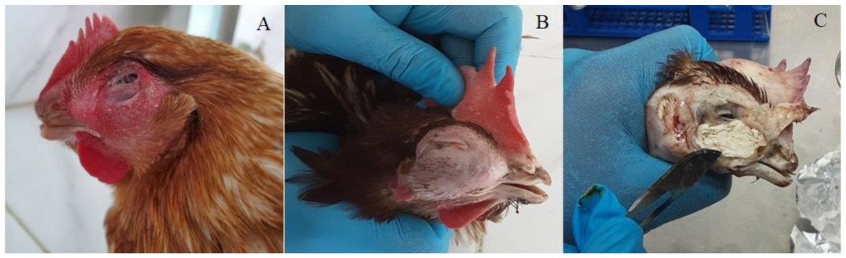 Isolation, molecular detection, and sequence analysis of Avibacterium  paragallinarum from suspected cases of infectious coryza infected chickens  from different areas of Ethiopia, 2022–2024 | BMC Microbiology | Full Text