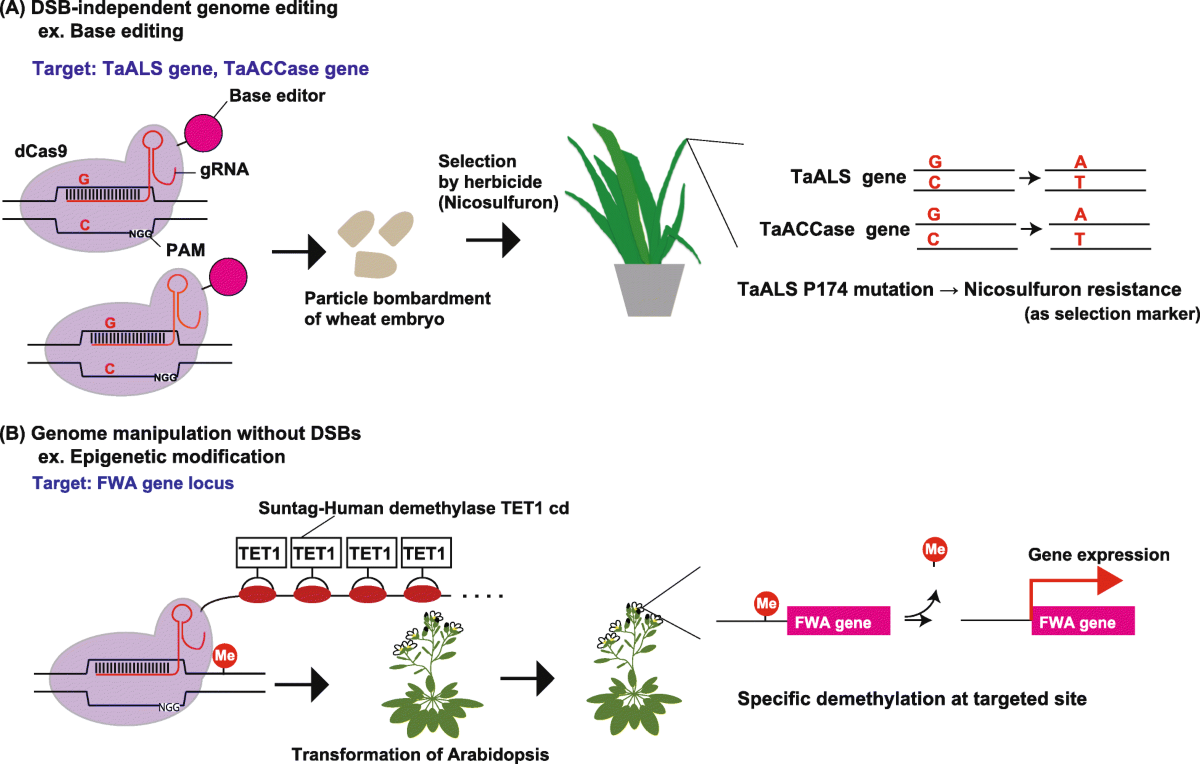 Precision genome editing in plants: state-of-the-art in CRISPR/Cas9-based  genome engineering | BMC Plant Biology | Springer Nature Link