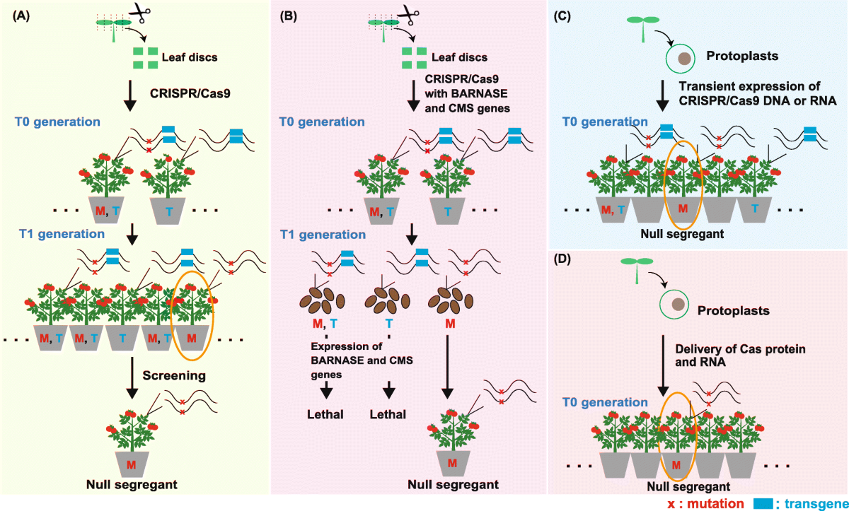 Precision genome editing in plants: state-of-the-art in CRISPR/Cas9-based  genome engineering | BMC Plant Biology | Springer Nature Link