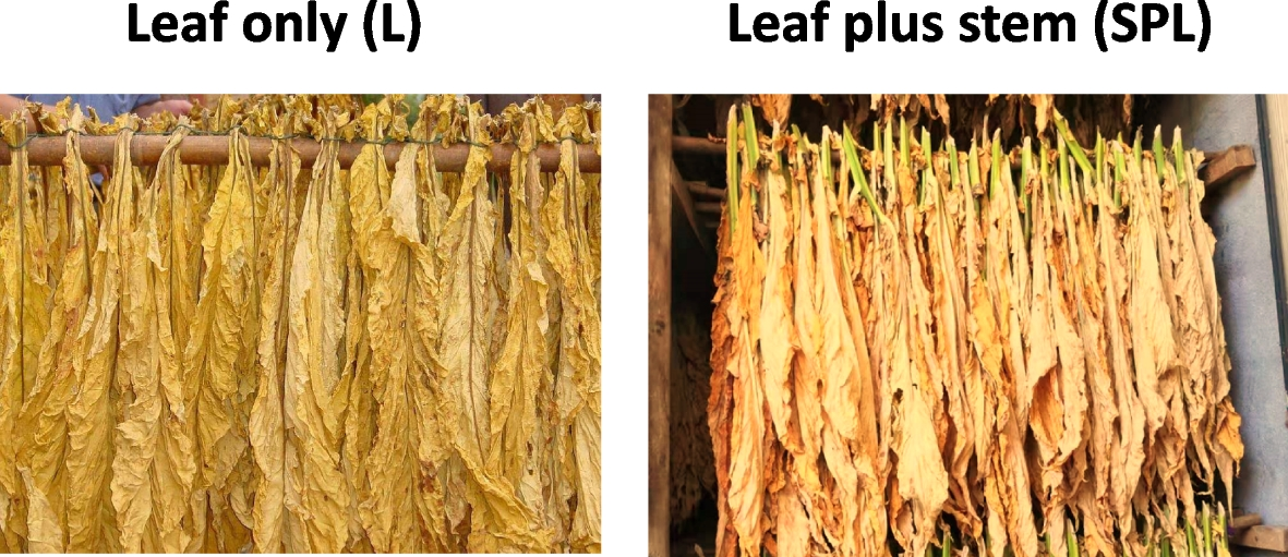 how to flue cure tobacco at home Metabolome of flue-cured tobacco is significantly affected by the presence  of leaf stem | BMC Plant Biology