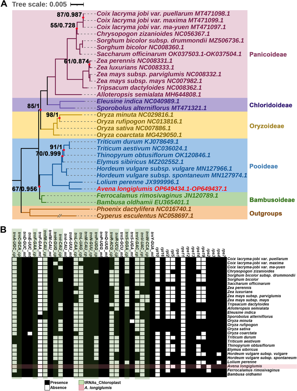 The mitochondrial genome of the diploid oat Avena longiglumis | BMC Plant  Biology | Springer Nature Link