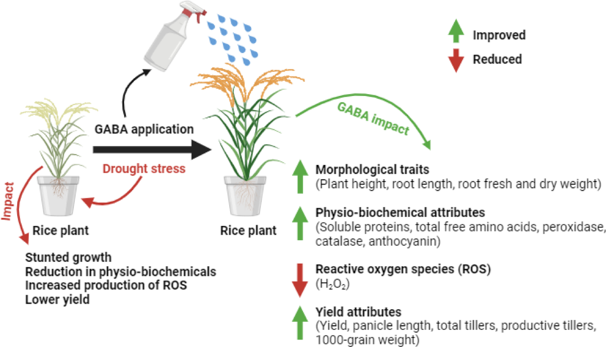 Gamma amino butyric acid (GABA) application modulated the  morpho-physiological and yield traits of fragrant rice under well-watered  and drought conditions | BMC Plant Biology | Springer Nature Link