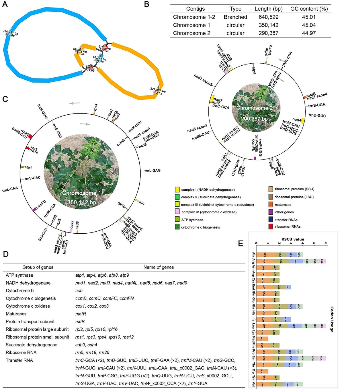 Complete mitochondrial genome of Melia azedarach L., reveals two  conformations generated by the repeat sequence mediated recombination | BMC  Plant Biology