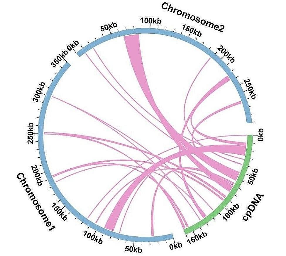 Complete mitochondrial genome of Melia azedarach L., reveals two  conformations generated by the repeat sequence mediated recombination | BMC  Plant Biology