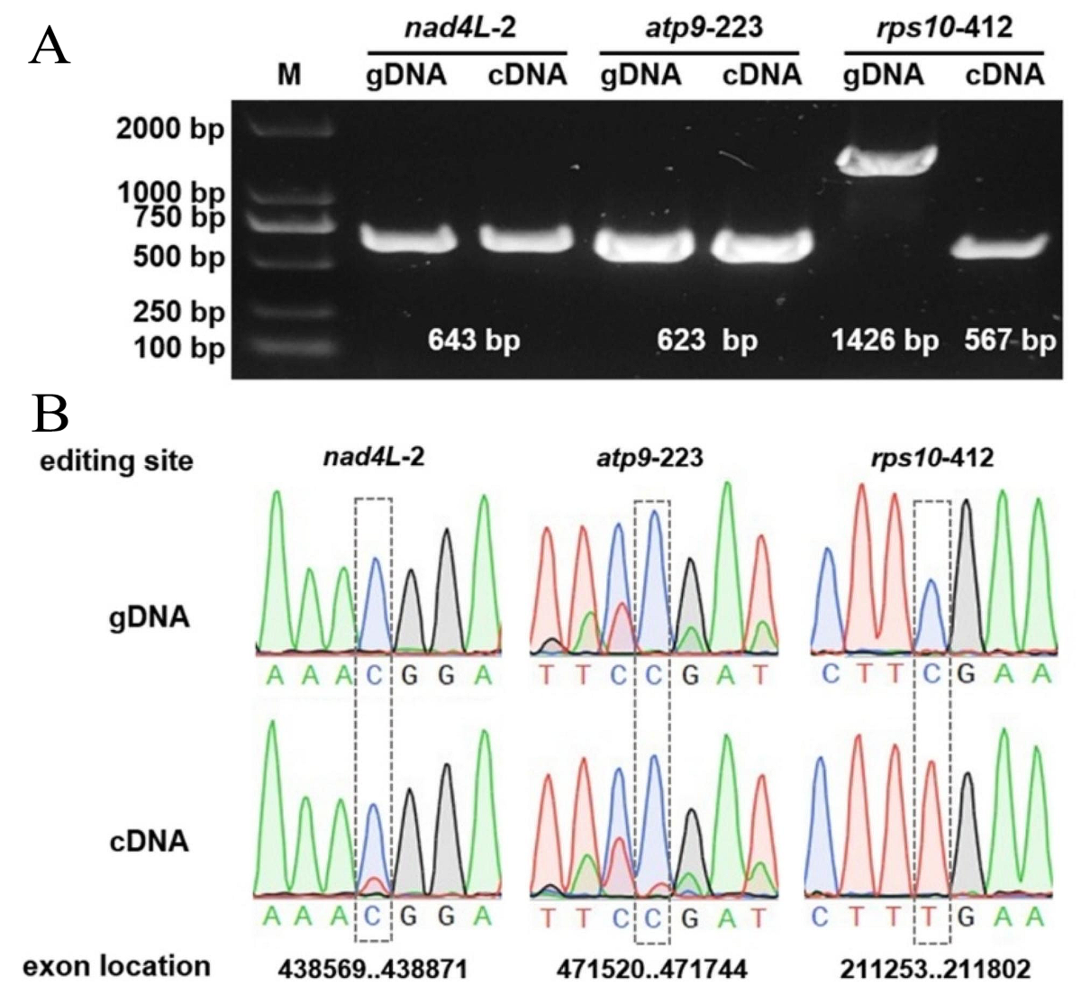 Complete mitochondrial genome of Melia azedarach L., reveals two  conformations generated by the repeat sequence mediated recombination | BMC  Plant Biology