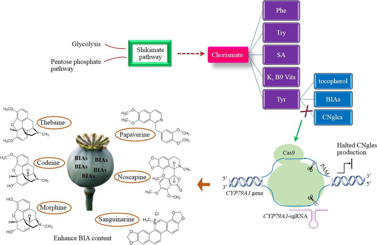 Developing benzylisoquinoline alkaloid-enriched opium poppy via 