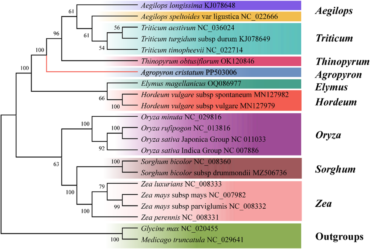 Complete mitochondrial genome of Agropyron cristatum reveals gene transfer  and RNA editing events | BMC Plant Biology | Springer Nature Link