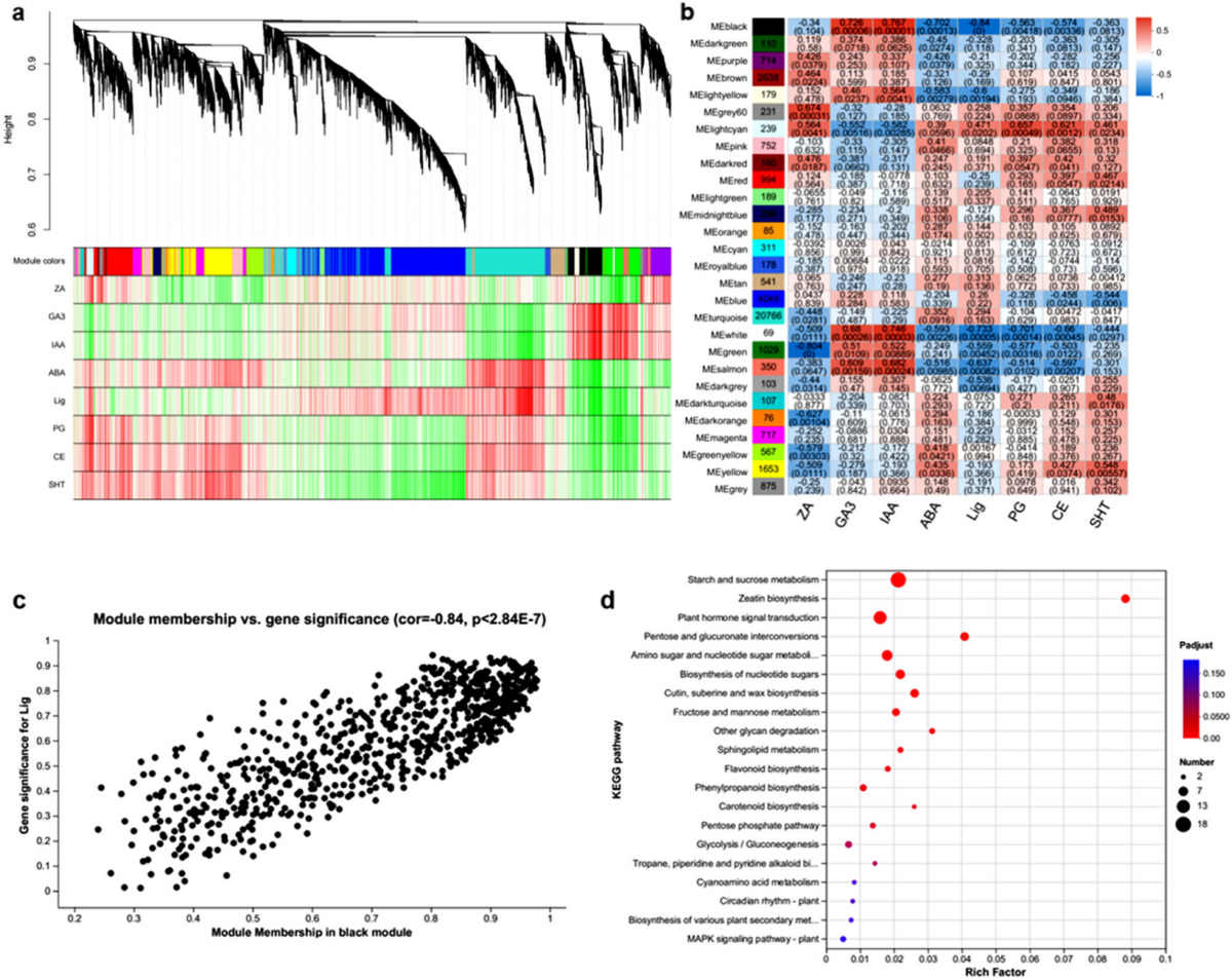 Exploring the mechanism of seed shattering in Psathyrostachys juncea  through histological analysis and comparative transcriptomics | BMC Plant  Biology | Springer Nature Link