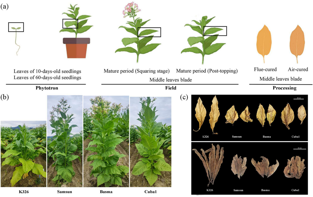 can people be allergic to tobacco Hypoallergenic nicotine patches for adhesive allergy?