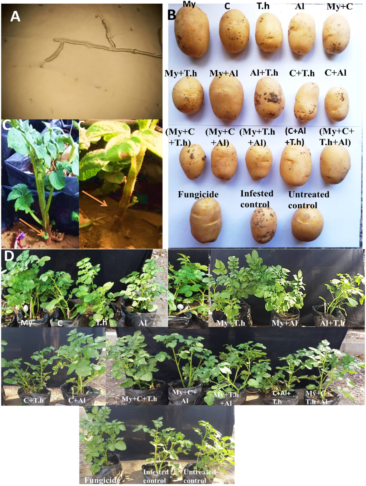 Bio-stimulants for plant growth promotion and sustainable management of  Rhizoctonia Solani causing black scurf of potato tubers | BMC Plant Biology  | Springer Nature Link