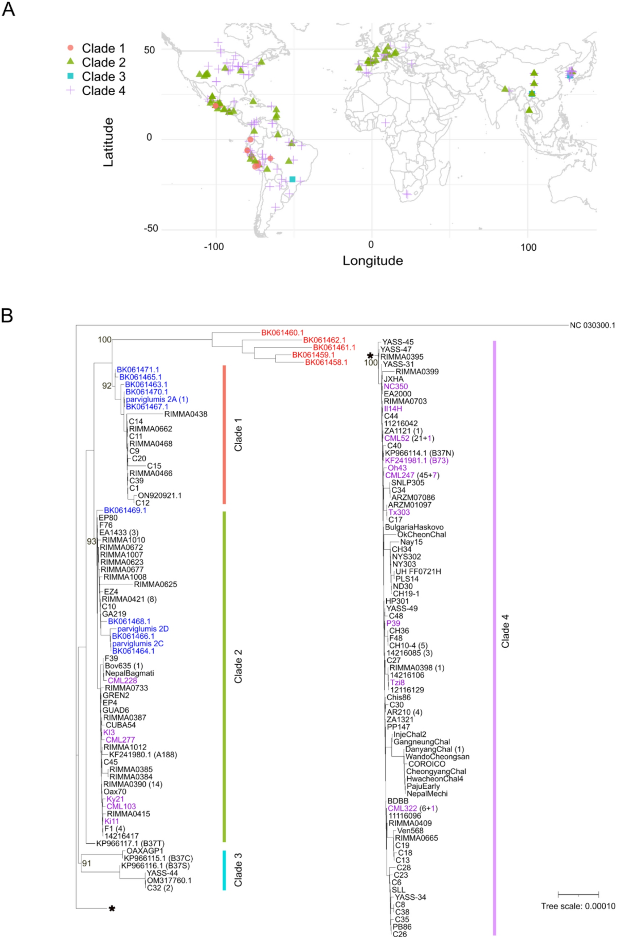 Tracing the global spread of maize (Zea mays L.) through plastome 