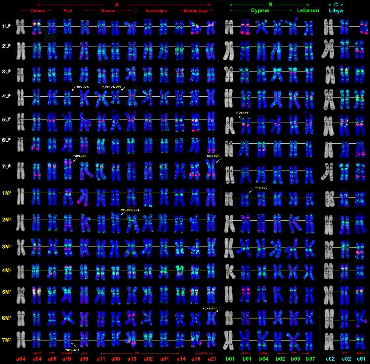 Dynamics of repetitive DNA sequences over the course of evolution and  intraspecific divergence of tetraploid goat-grass species Aegilops  biuncialis vis | BMC Plant Biology