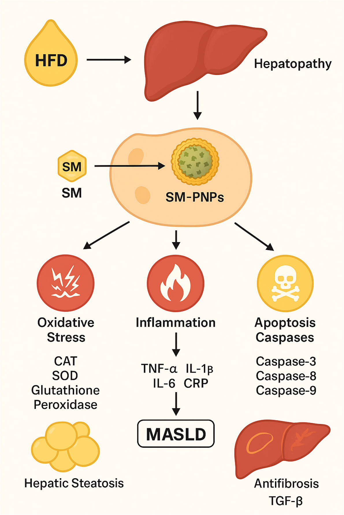 erythrocyte glutathione test doctor's data Silymarin-loaded phytosomal nanoparticles mitigate dyslipidemia, oxidative damage, and hepatic injury in high-fat diet-induced metabolic dysfunction-associated steatotic liver disease in rats | BMC Gastroenterology Why I Am Obsessed