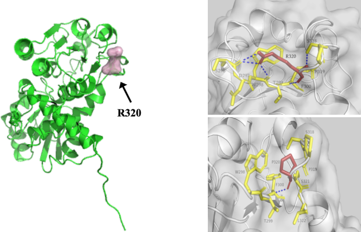 Variant analysis and PGT-M of OTC gene in a Chinese family with ornithine  carbamoyltransferase deficiency | BMC Pregnancy and Childbirth | Springer  Nature Link