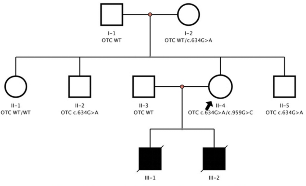 Variant analysis and PGT-M of OTC gene in a Chinese family with ornithine  carbamoyltransferase deficiency | BMC Pregnancy and Childbirth | Springer  Nature Link