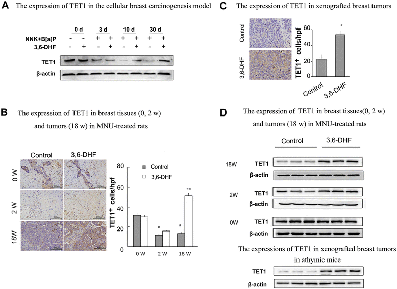 3-6-dihydroxyflavone-regulates-microrna-34a-through-dna-methylation-bmc-cancer-full-text