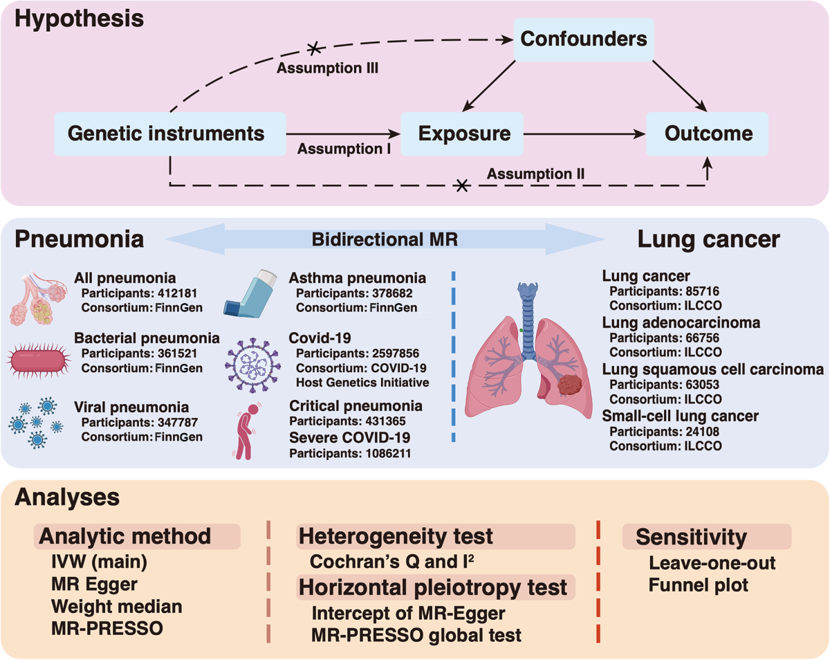 Investigating causal associations between pneumonia and lung cancer using a  bidirectional mendelian randomization framework | BMC Cancer
