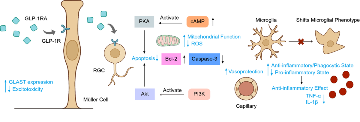 GLP-1 receptor agonists in eye disease: a comprehensive review of current  research and future potential | BMC Ophthalmology