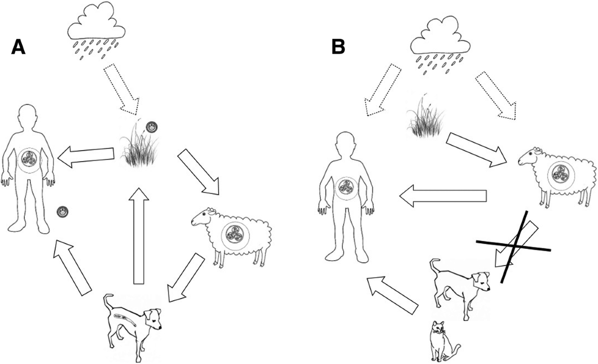 Diagnosis and treatment of human hydatidosis. | Semantic Scholar, image size:1200x730