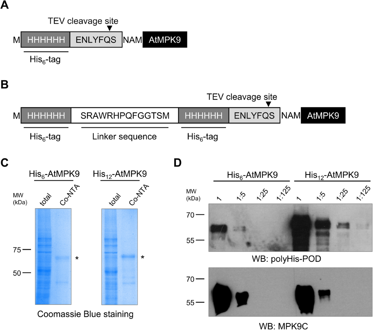 A novel family of expression vectors with multiple affinity tags for wheat  germ cell-free protein expression | BMC Biotechnology