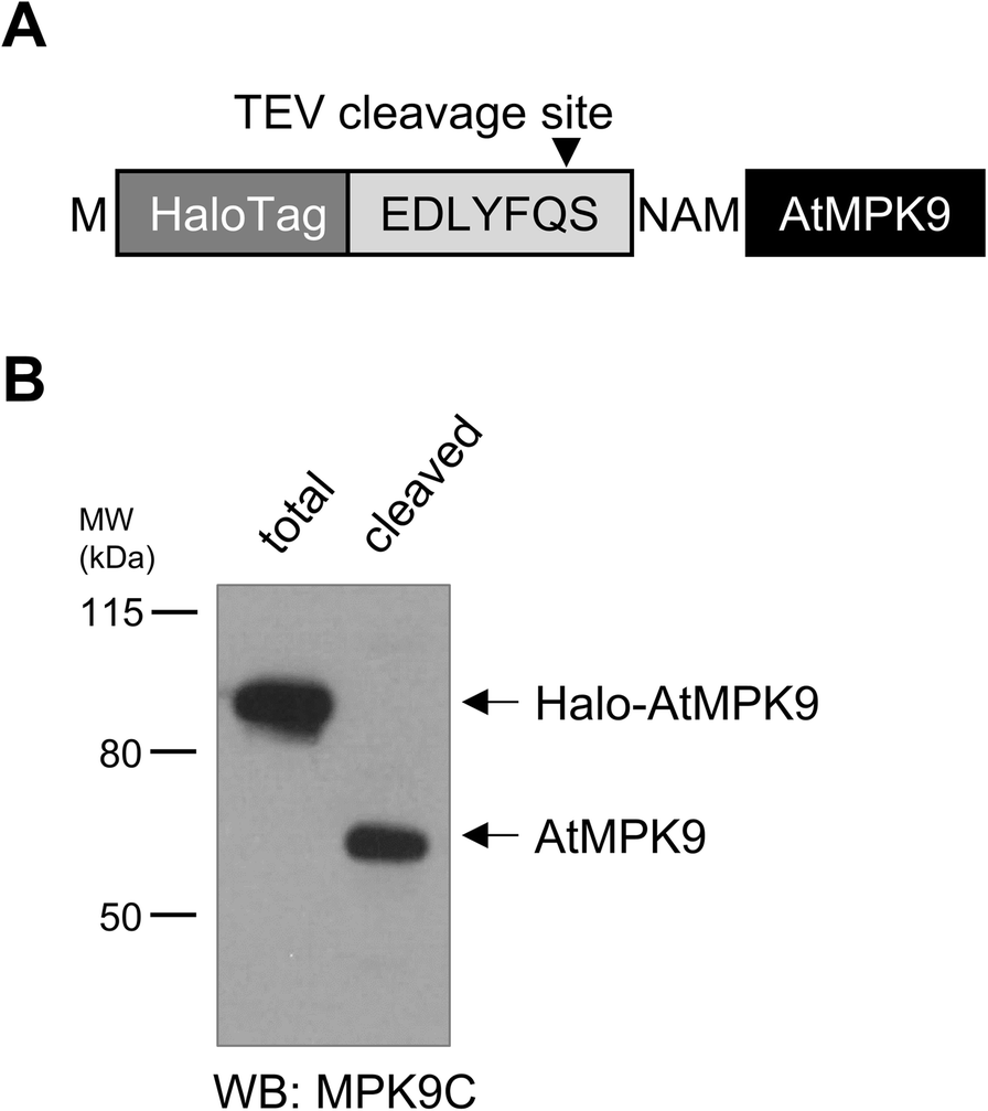 A novel family of expression vectors with multiple affinity tags for wheat  germ cell-free protein expression | BMC Biotechnology