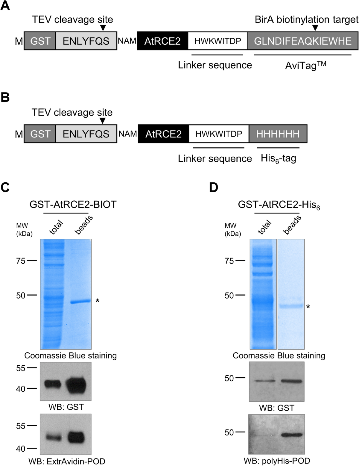 A novel family of expression vectors with multiple affinity tags for wheat  germ cell-free protein expression | BMC Biotechnology