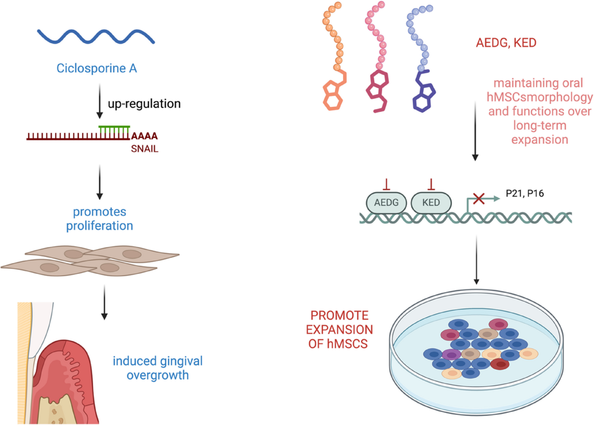 How short peptides interact with oral cells? A systematic review | BMC Oral  Health | Springer Nature Link