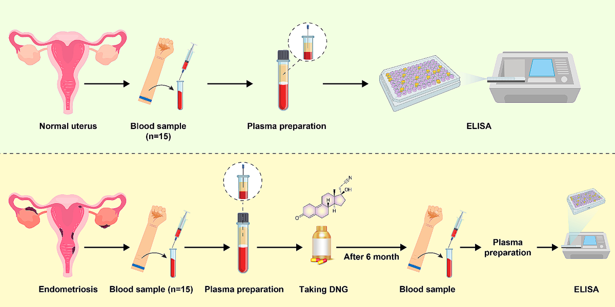 CGRP neuropeptide levels in patients with endometriosis-related pain  treated with dienogest: a comparative study | BMC Women's Health | Springer  Nature Link
