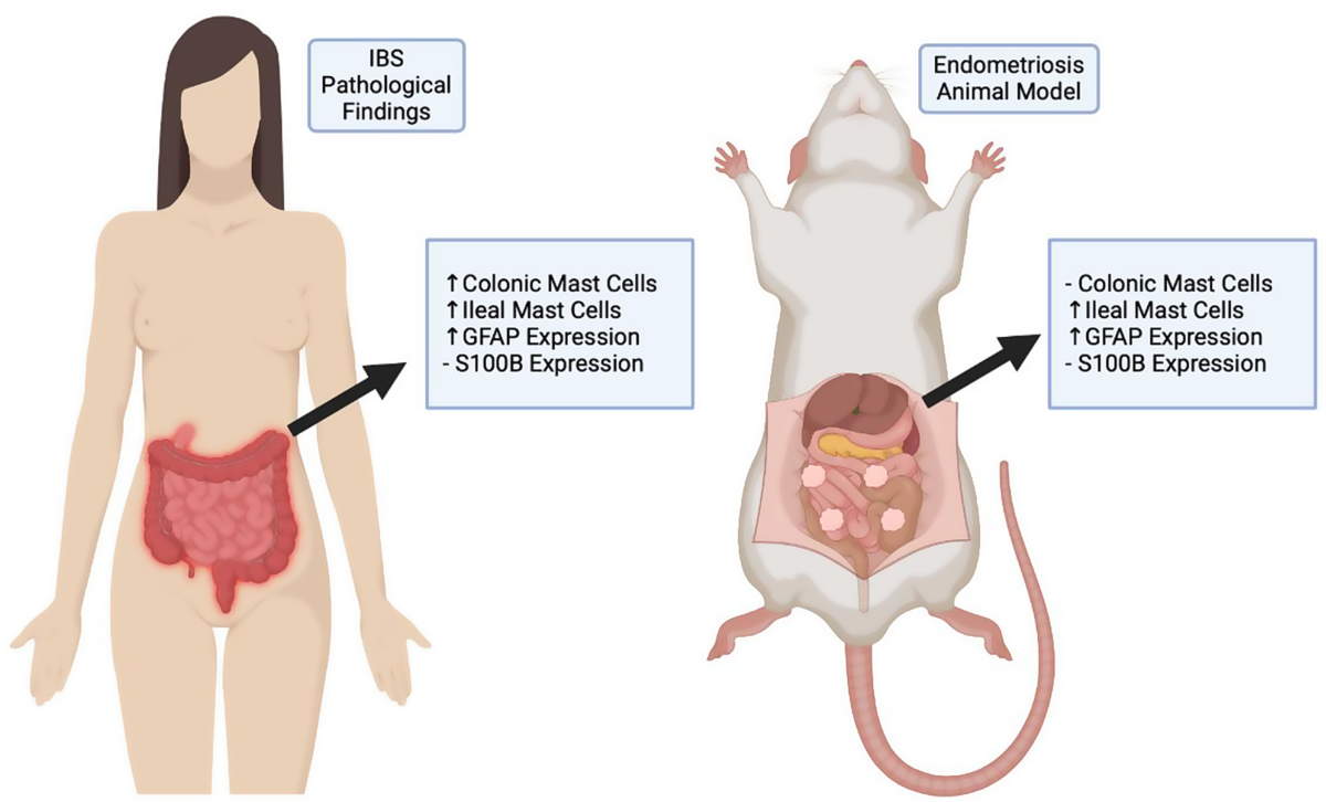 cjc/ipamorelin endometrisis Cjc1295 ipamorelin These stimulate your natural growth hormone pulses.  They're not HGH—they make your body release its own GH safely. Benefits are  similar but cleaner: • Better fat loss • Better sleep • main image 1
