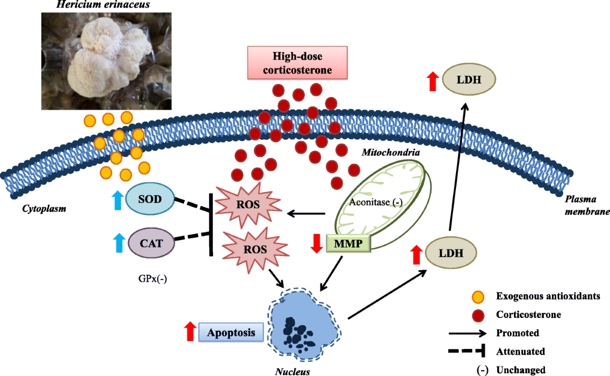 Neuroprotective effects of Hericium erinaceus (Bull.: Fr.) Pers. against  high-dose corticosterone-induced oxidative stress in PC-12 cells | BMC  Complementary Medicine and Therapies | Full Text