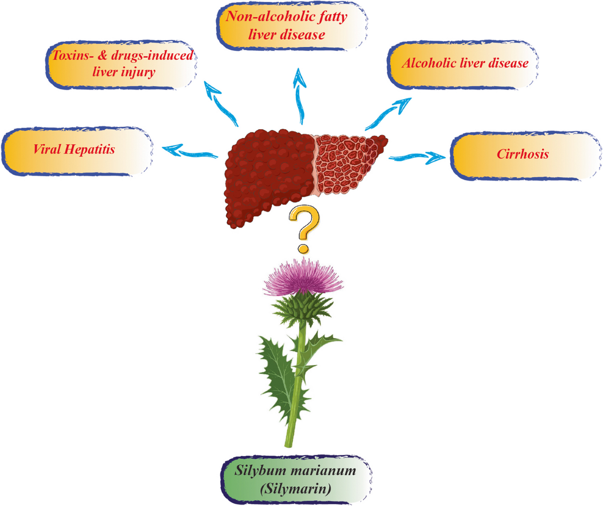 silymarin and glutathione Are alterations needed in Silybum marianum (Silymarin) administration  practices? A novel outlook and meta-analysis on randomized trials targeting  liver injury | BMC Complementary Medicine and Therapies